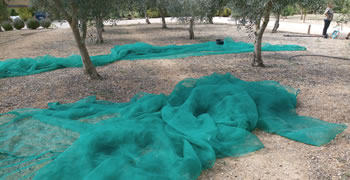 Apanha de azeitona, experiência em Villa Campus, Agricultura